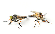 Mating Common Awl Robberflies (Neoitamus cyanurus)